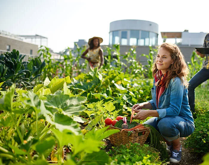 Fall Harvest Gardening Turnips