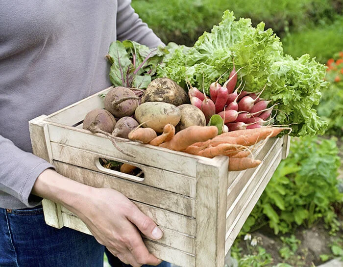 Autumn Gardening Veggies