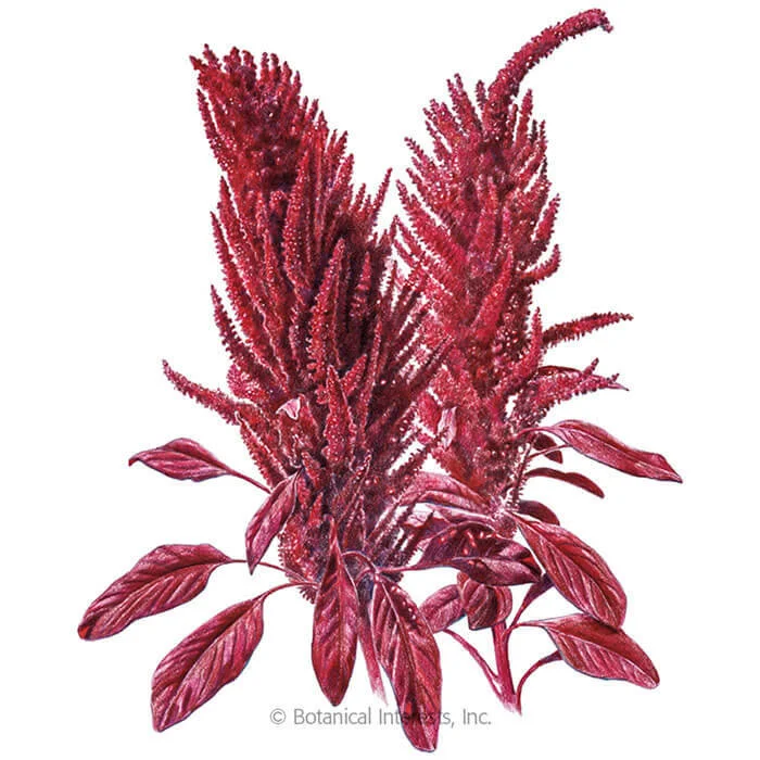 Burgundy Amaranth Organic Seeds Flowers