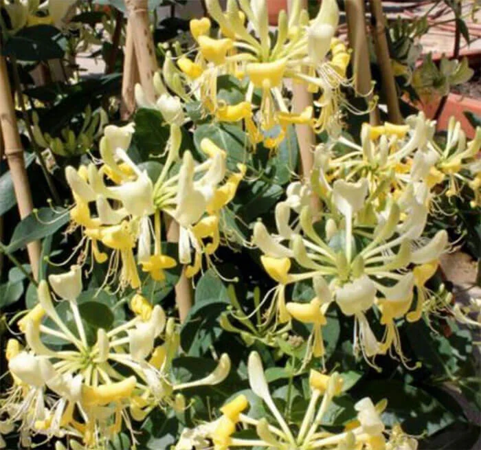 Scentsation Honeysuckle Vine Flowers