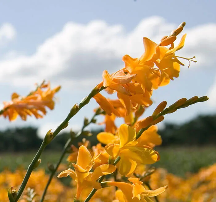 George Davidson Crocosmia Organic Flower Bulbs