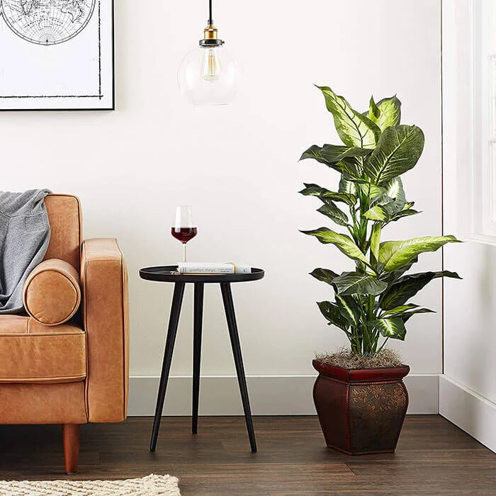 Golden Dieffenbachia with Decorative Planter