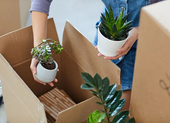Guest Bedroom Makeover Tip: Add Greens and House Plants To The Room