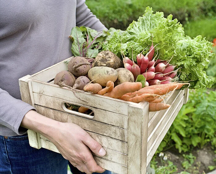 Gardening Ideas For Early Spring and Early Summer