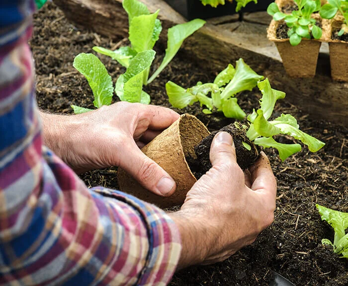 Gardening Tips: There are many healthy vegetables options to grow this year