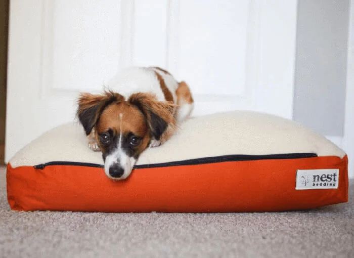 Wool Dog Bed