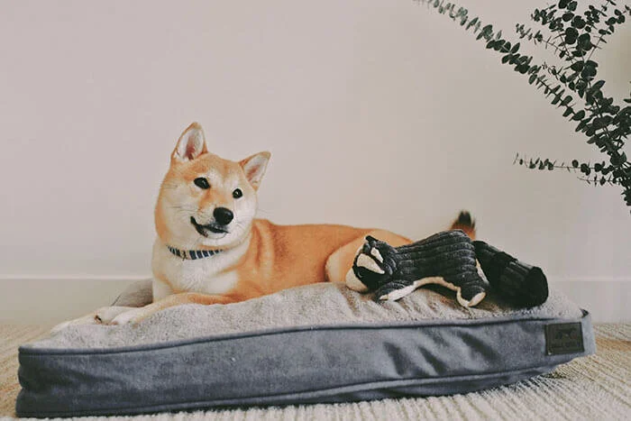 Dream Chaser Charcoal Cushion Dog Bed