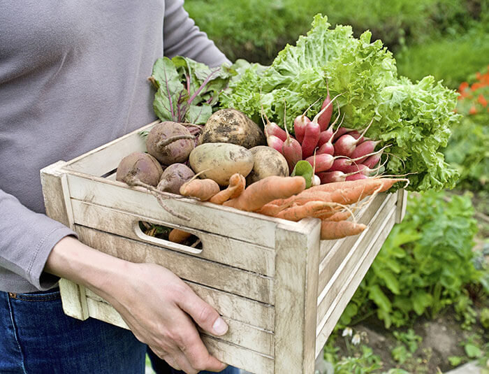 Summer Gardening Tips: Choose Your Plot and Soil Quality