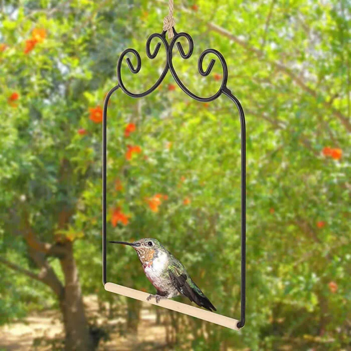 Top Backyard Accessory: Hummingbird Swing