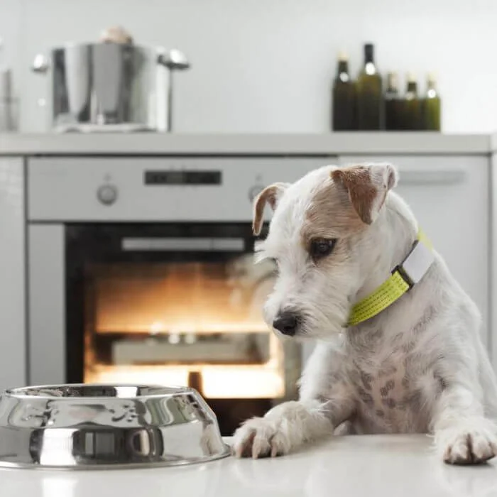 Whistle Switch Health and GPS Pet Monitor