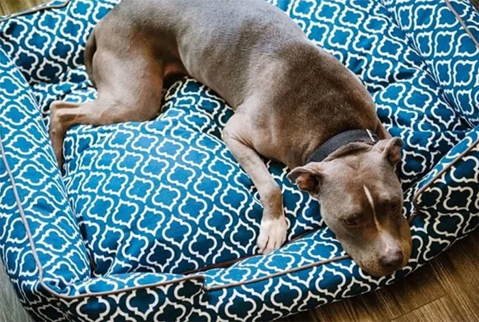 Moroccan Lounge Pet Bed