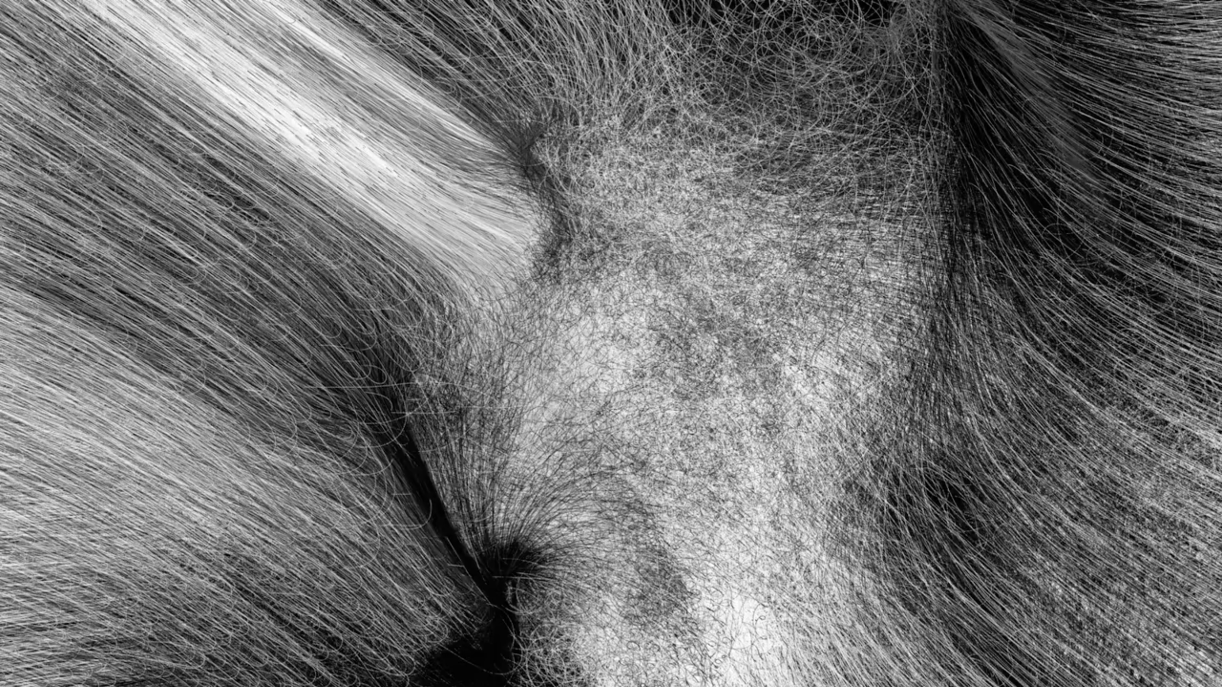 Casey Reas, Still from  Microimage (Software 1)  - 2002/2014