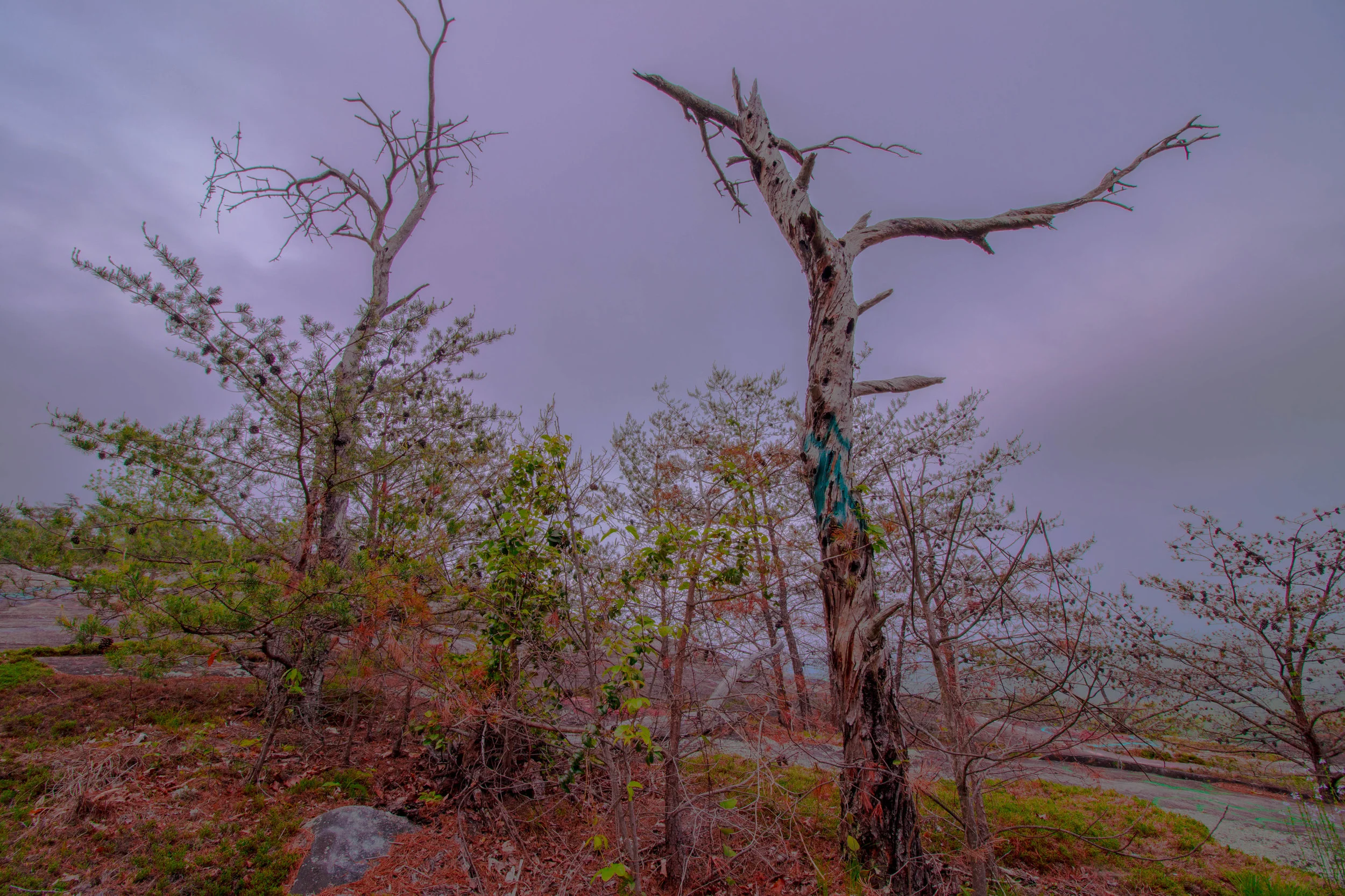 Bald Rock Snag