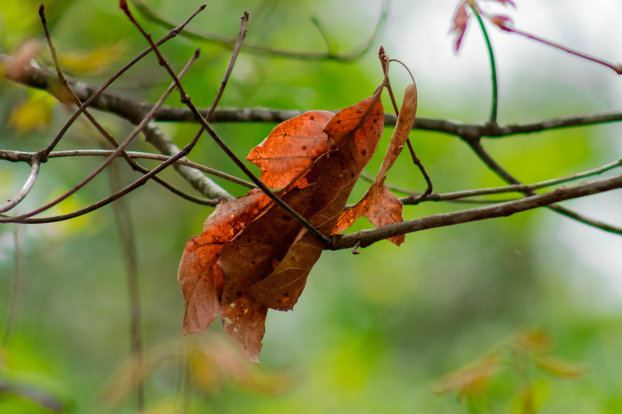 Remnants of fall