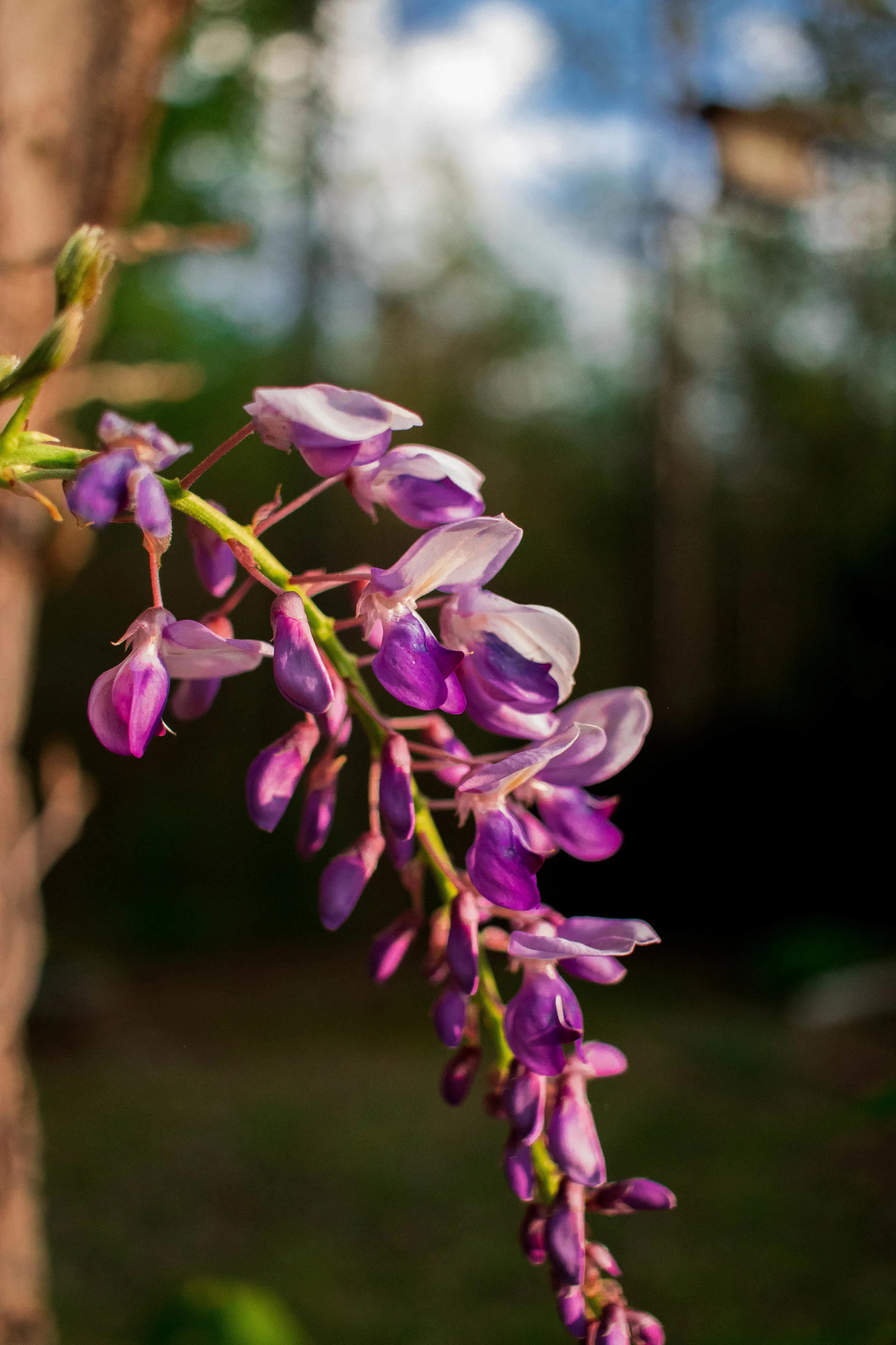 Wisteria