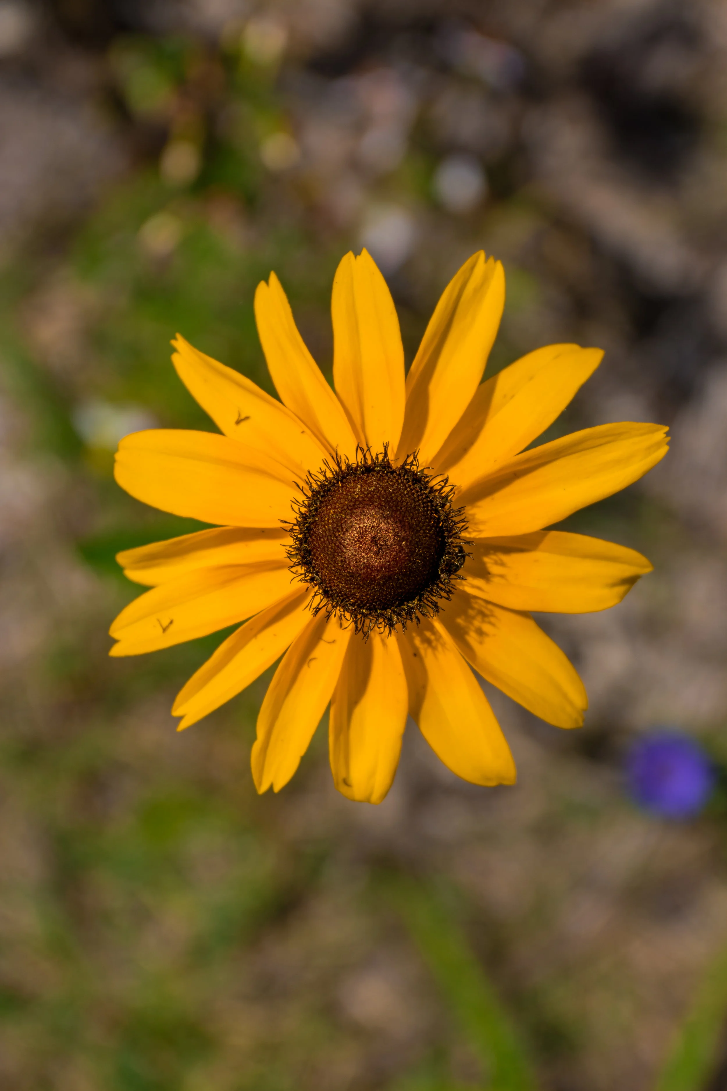 Blackeyed