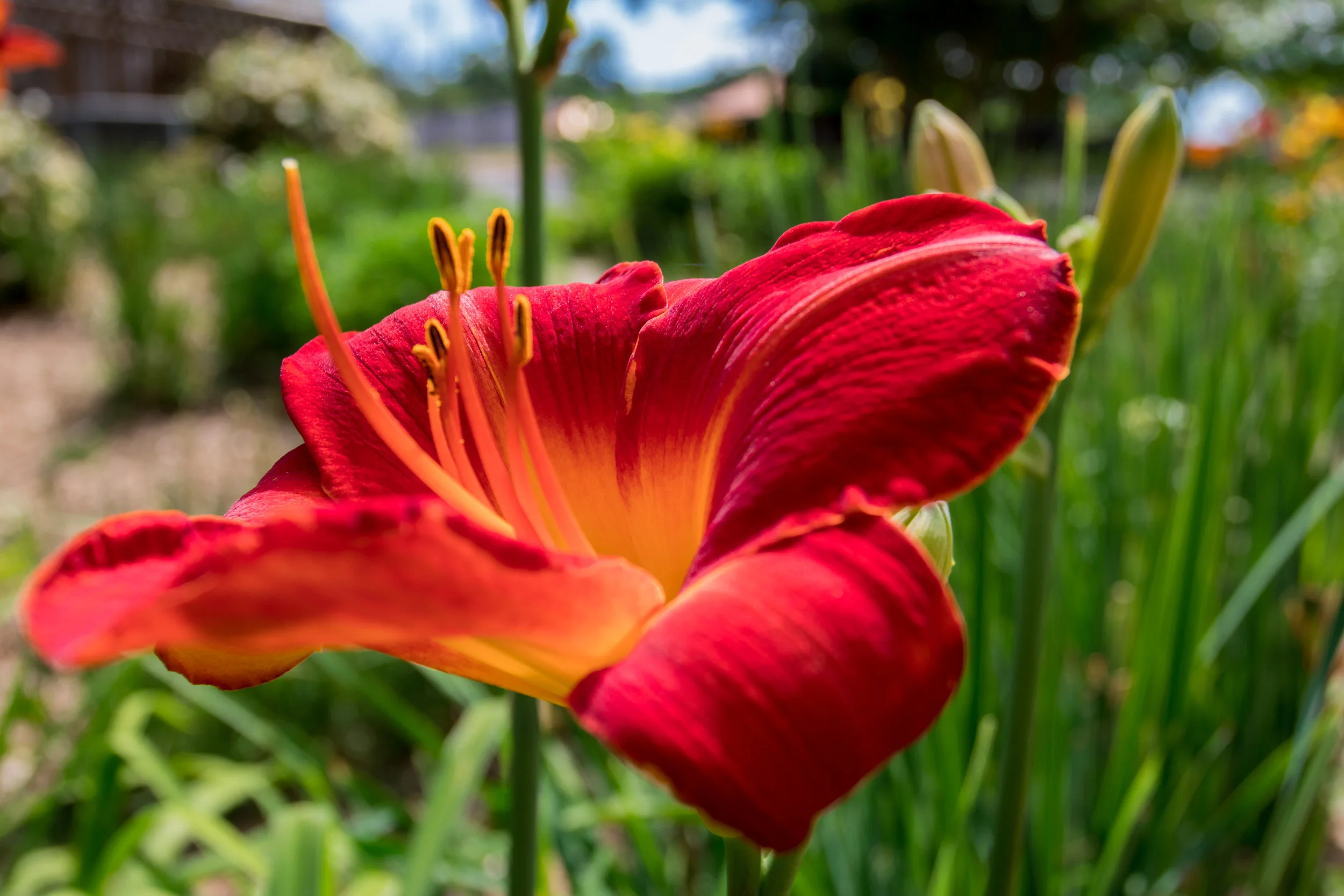Williams Hardware Lily