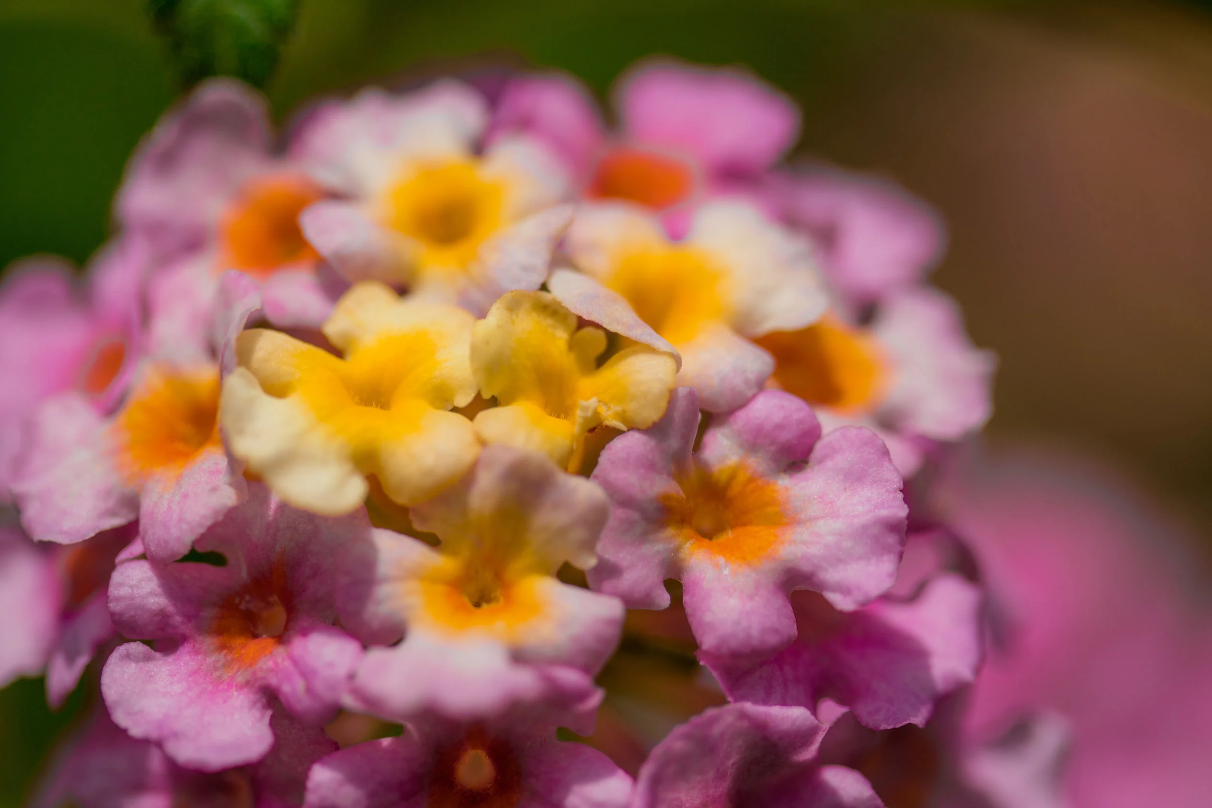 Lantana