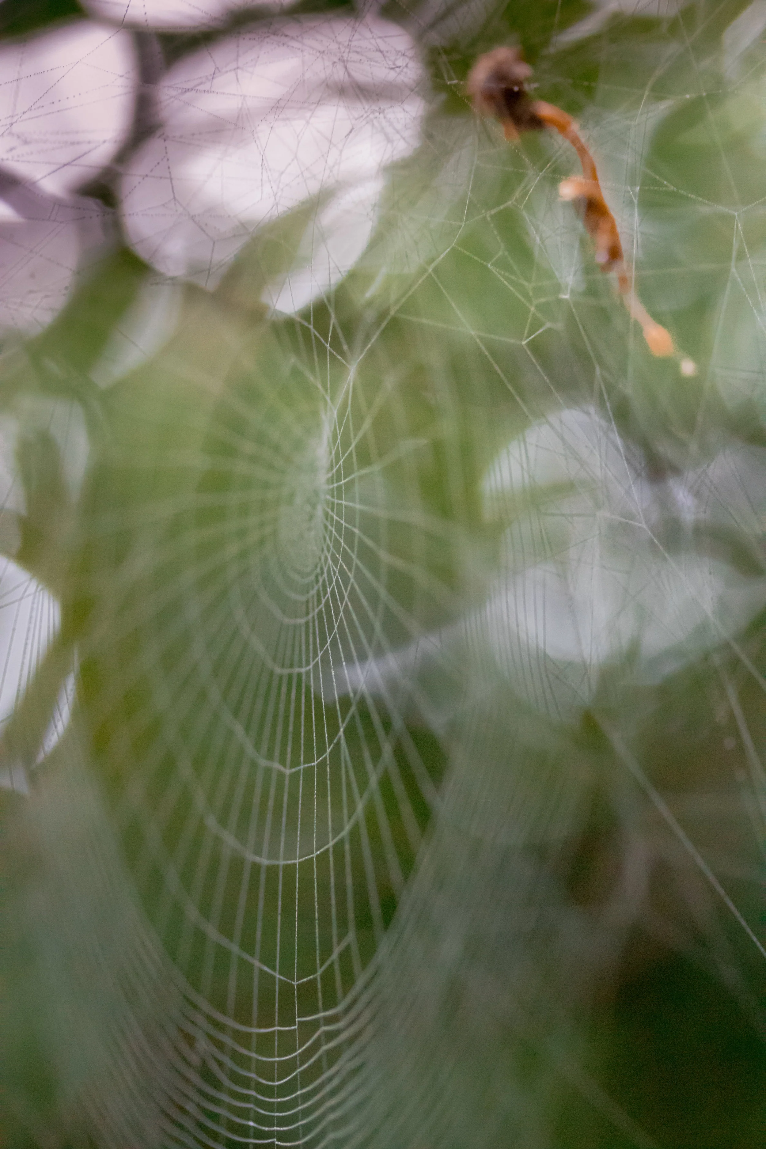 Misty Web