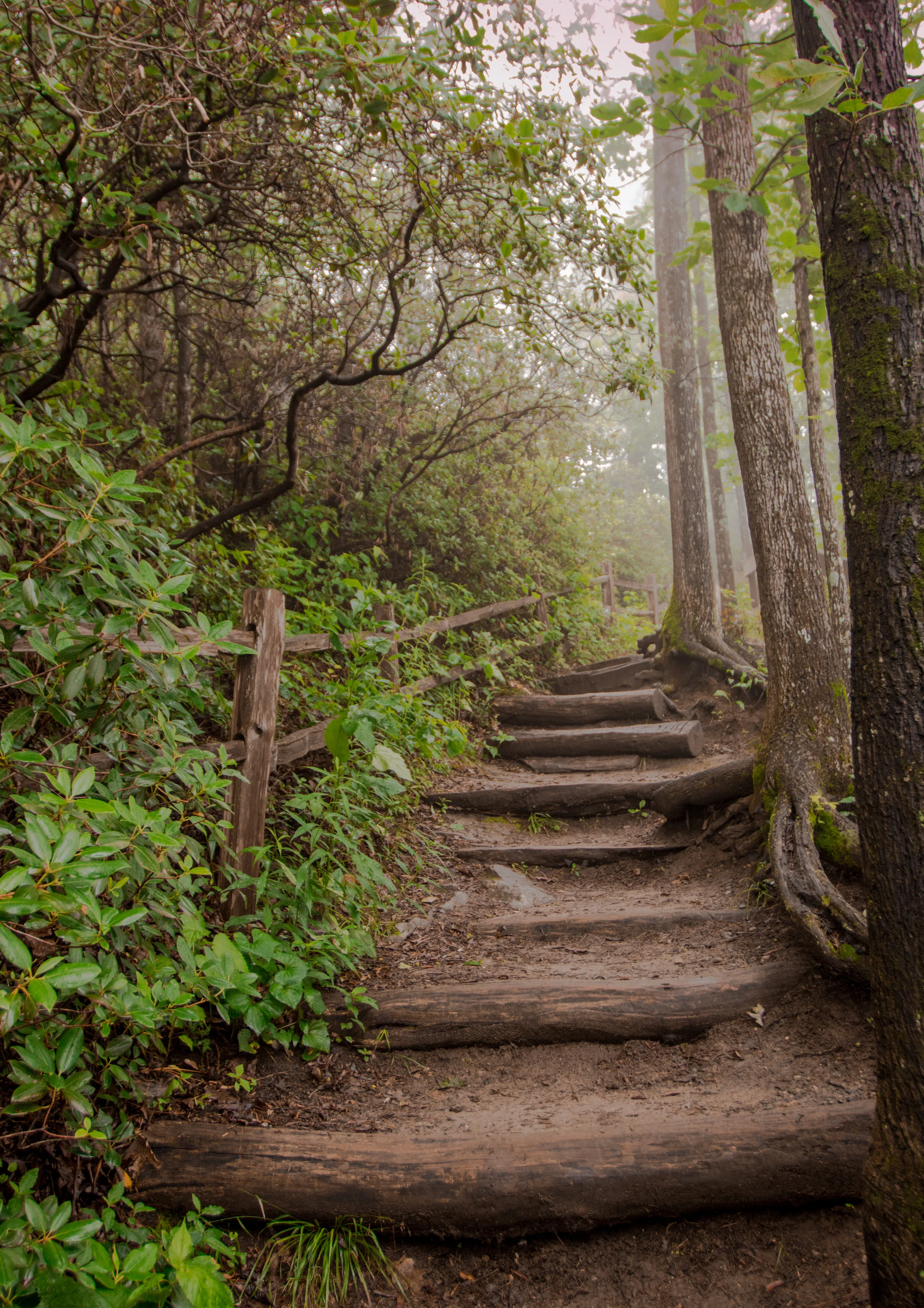 Misty Trail