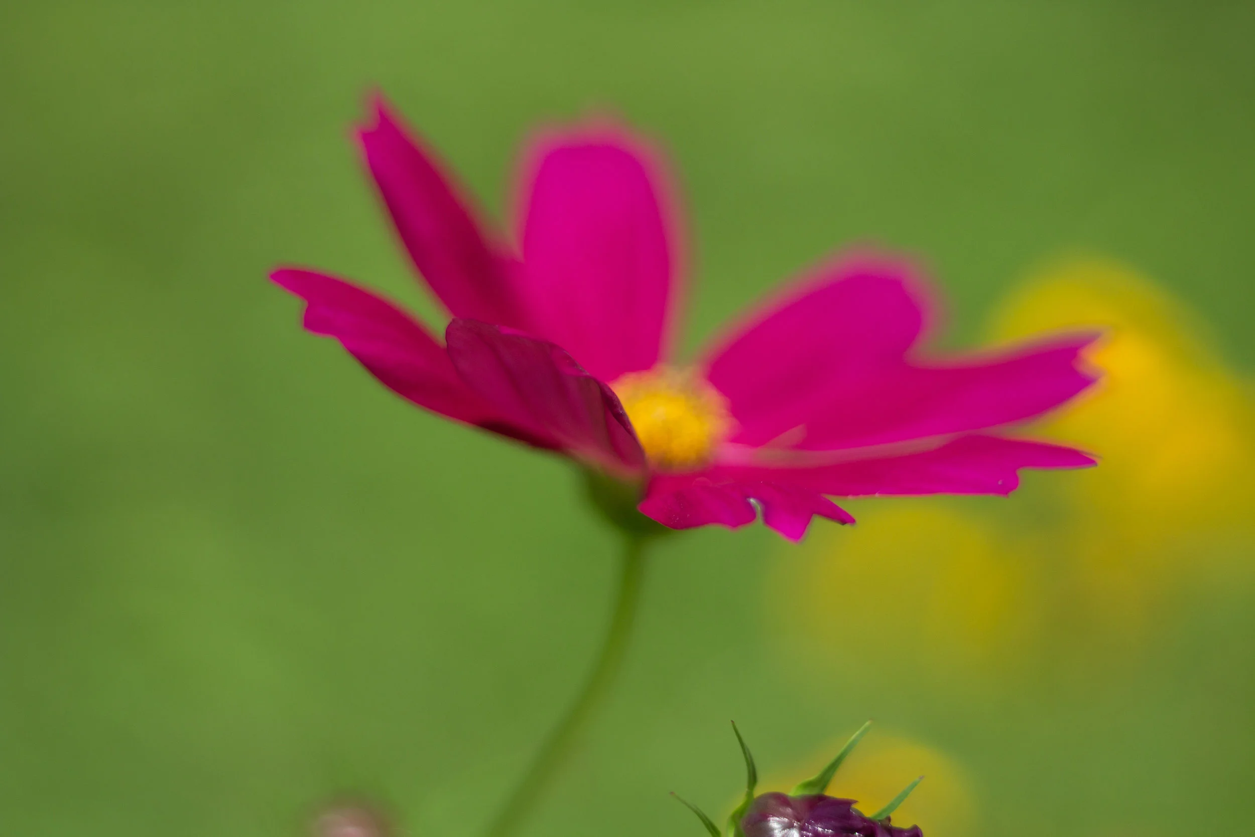 momsgarden.jpg
