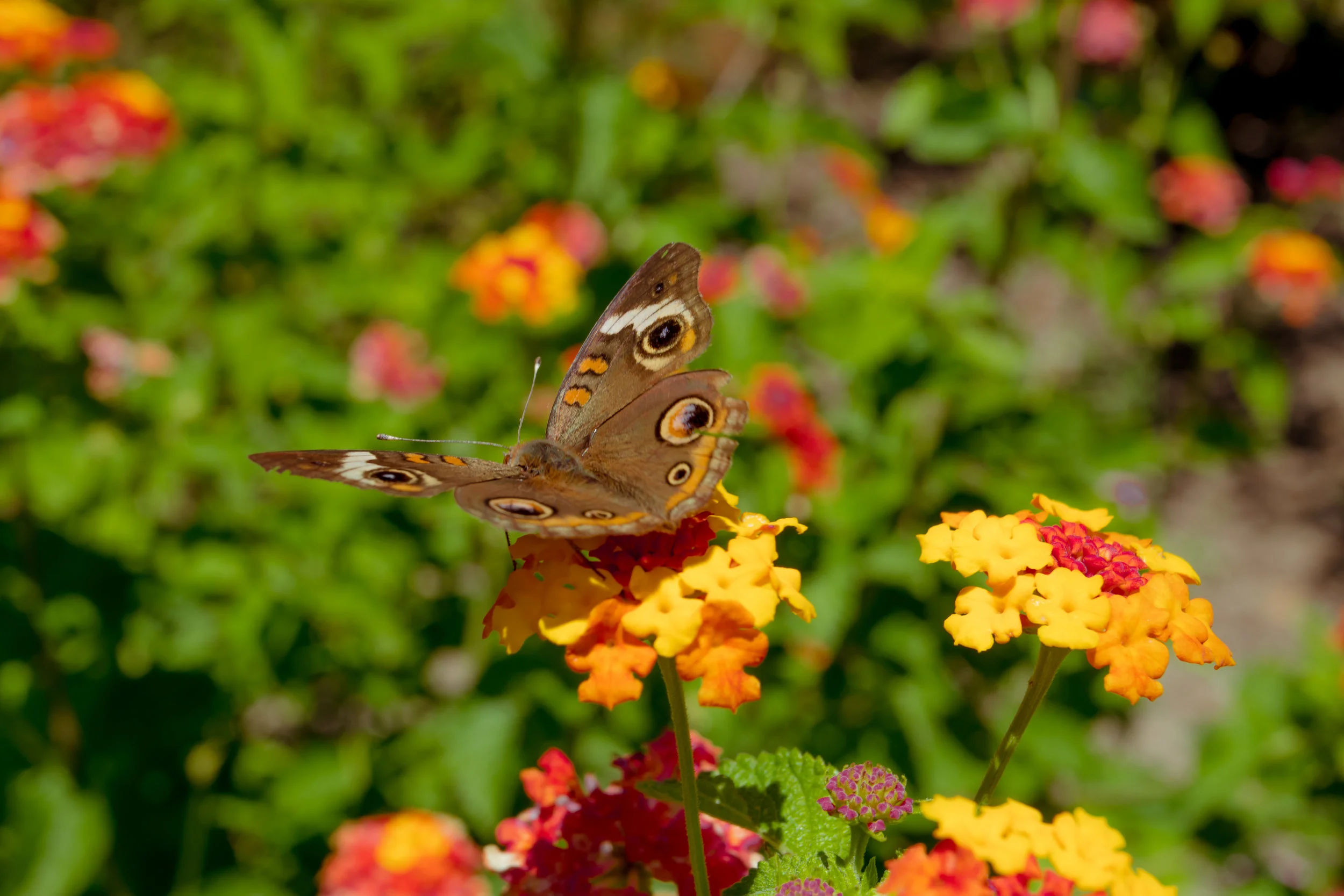 Lantana Butterfly