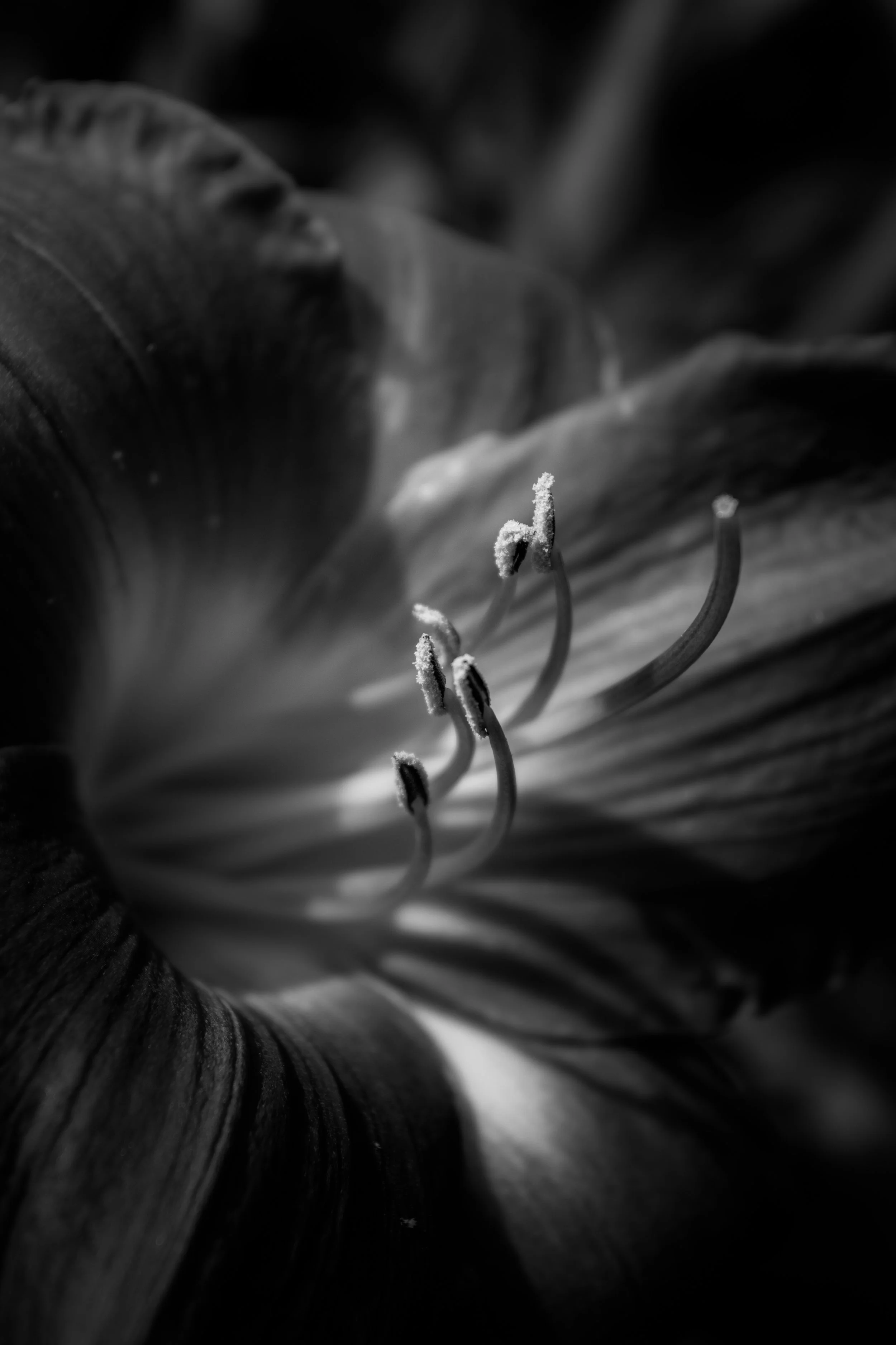 lilybw3.jpg
