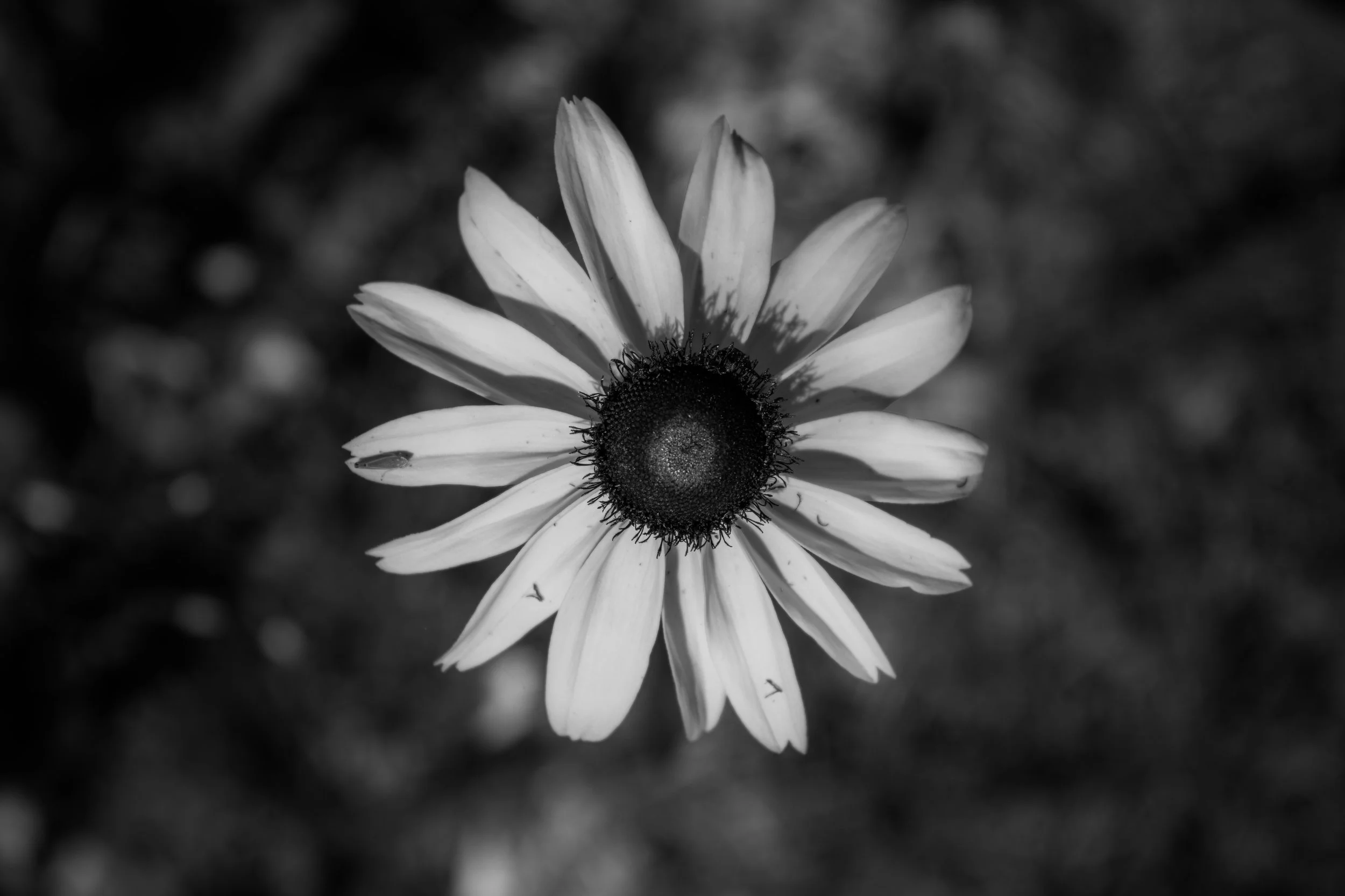 blackeyedbw3.jpg