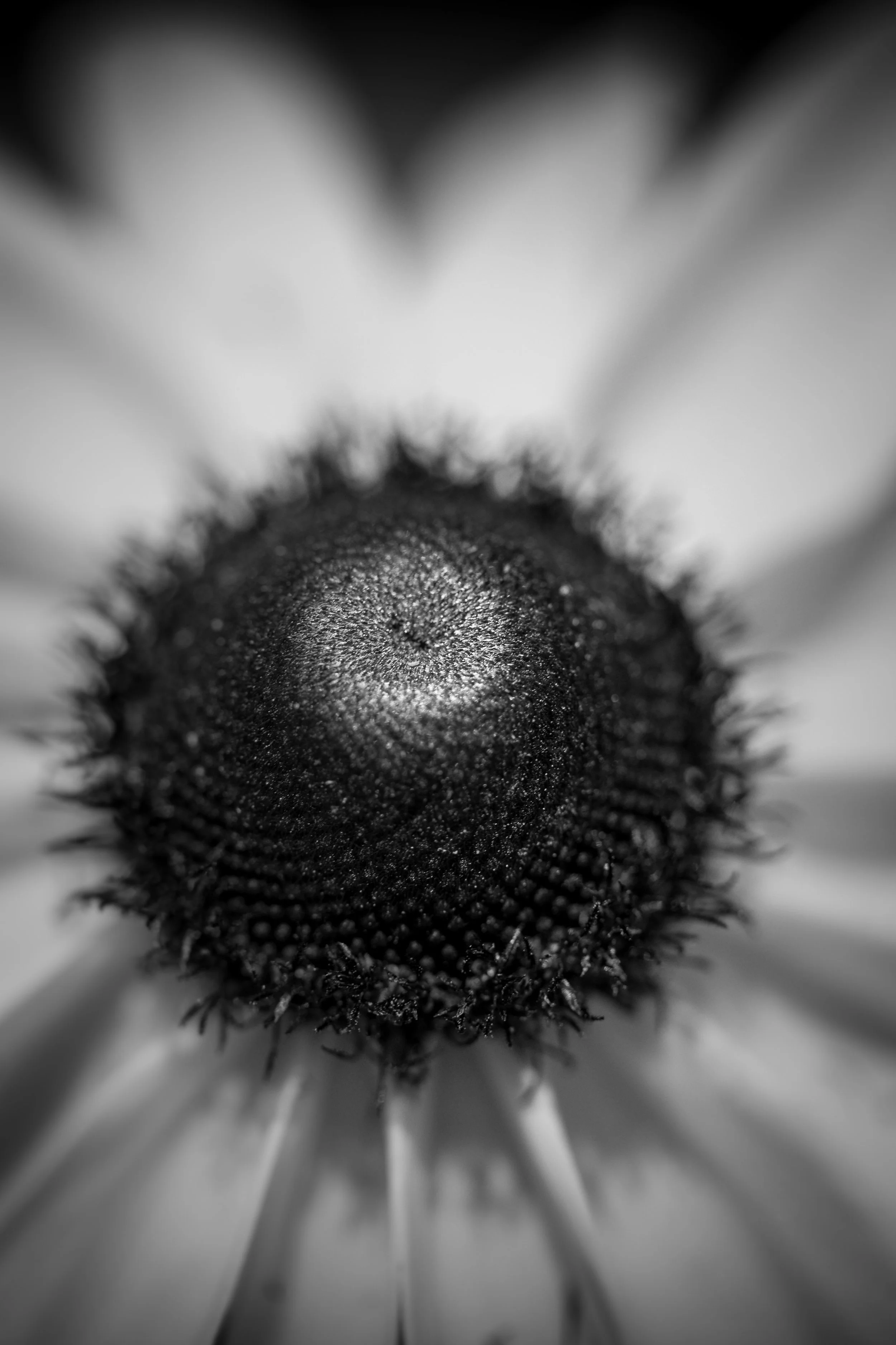blackeyedbw2.jpg