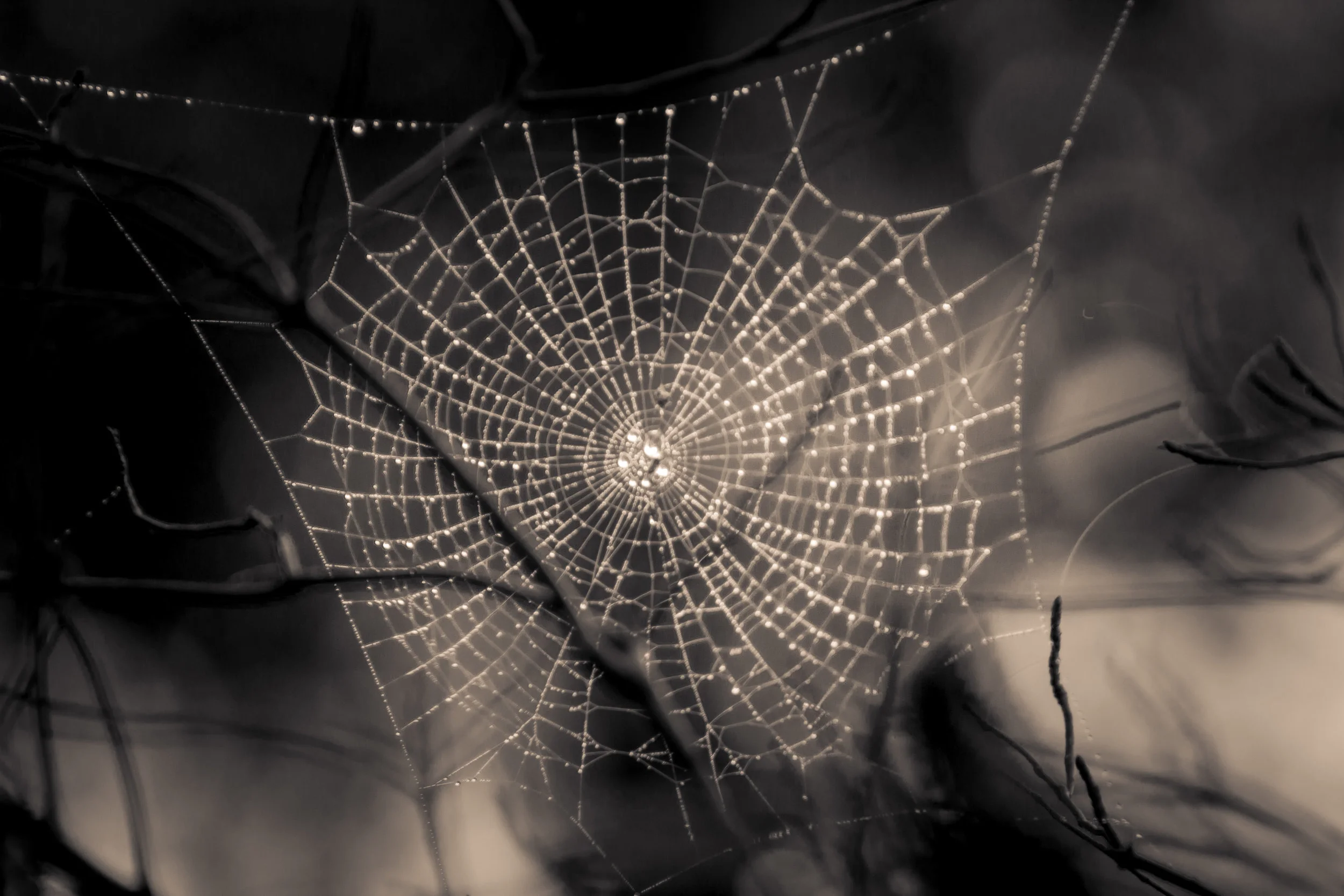 chspidersepia.jpg