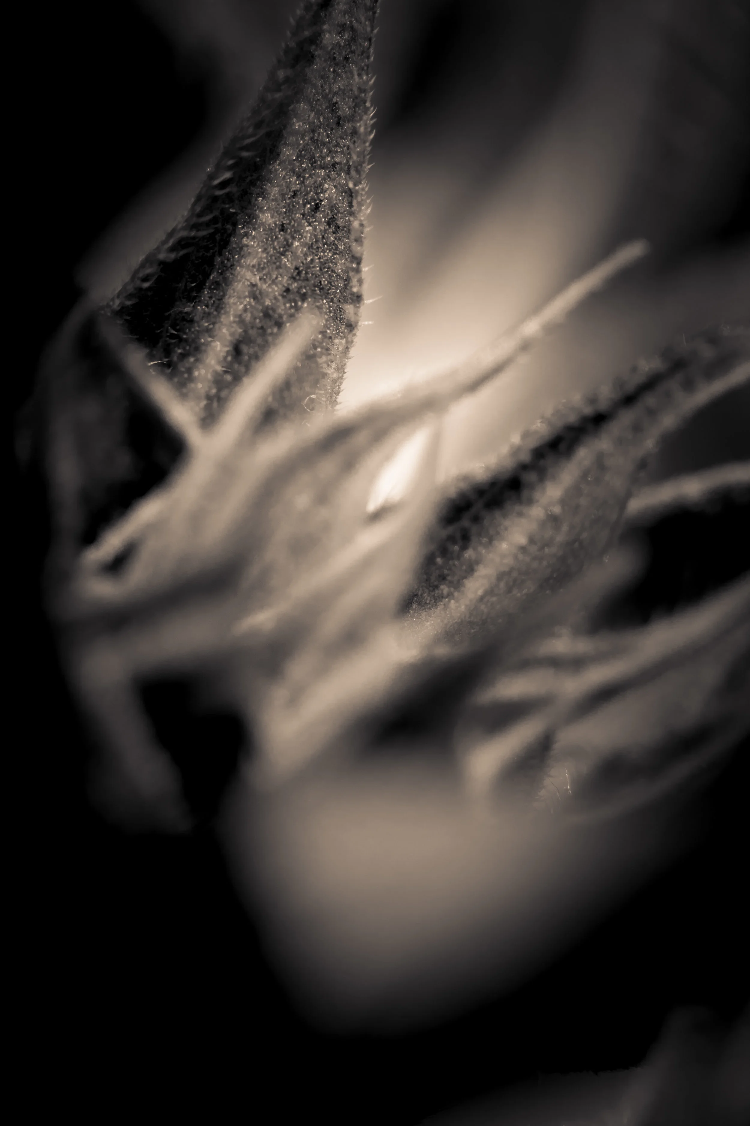 sunflowerbw.jpg