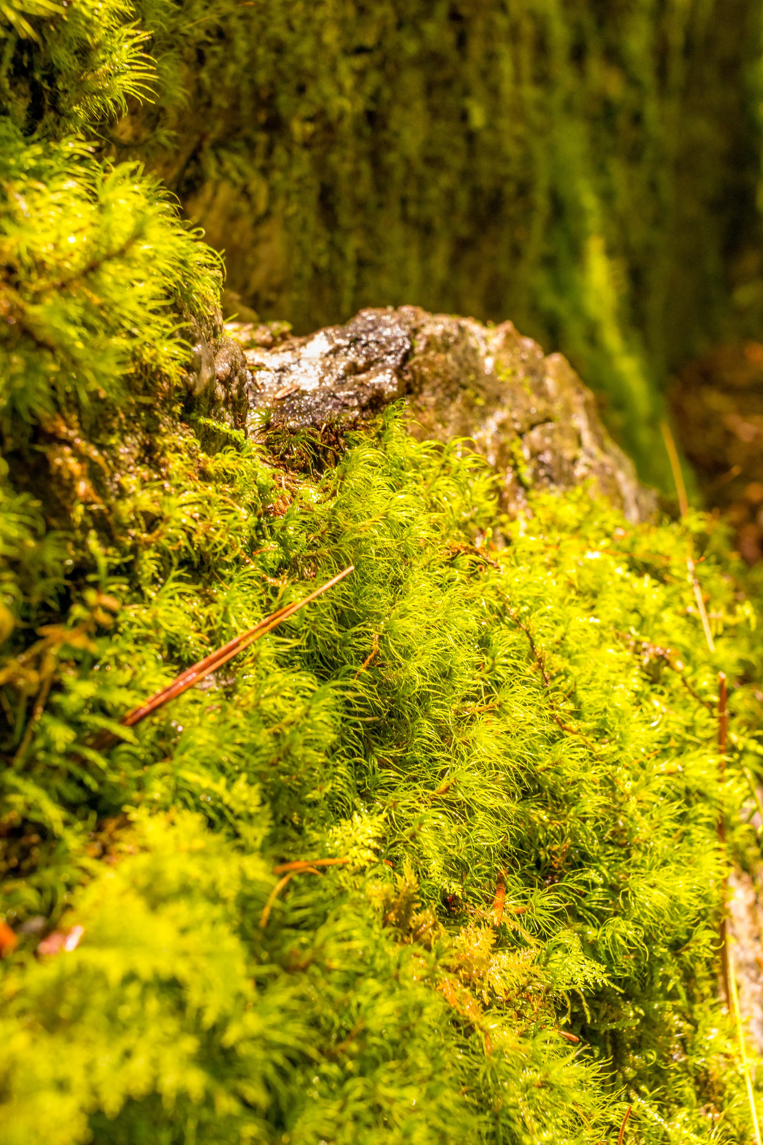 Moss