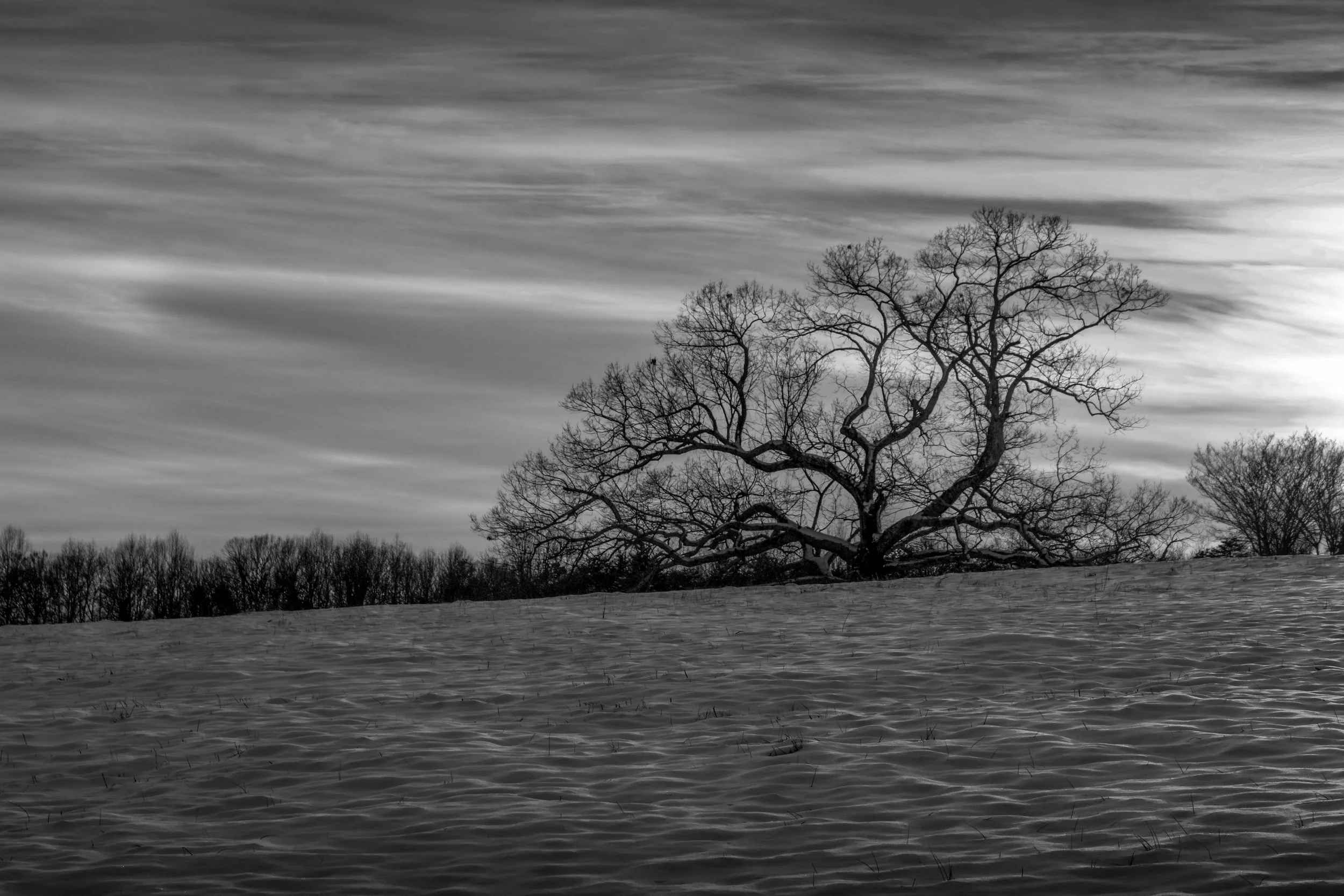 25treesnowbw.jpg