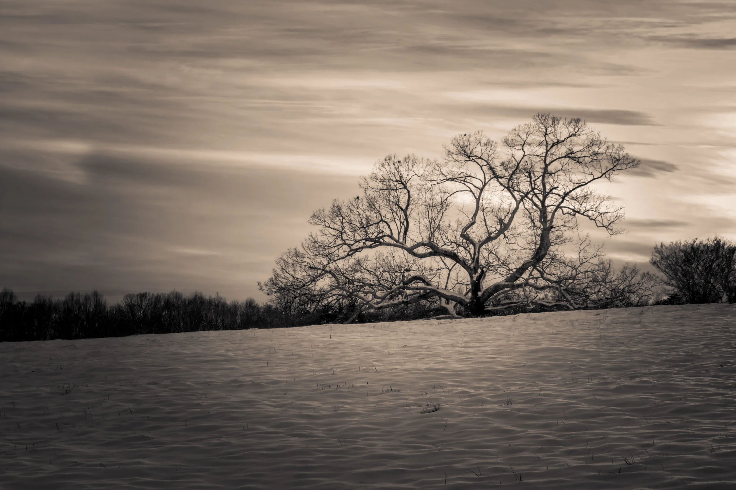 25treesnowsepia.jpg