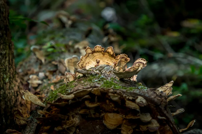 riverbendfungus.jpg