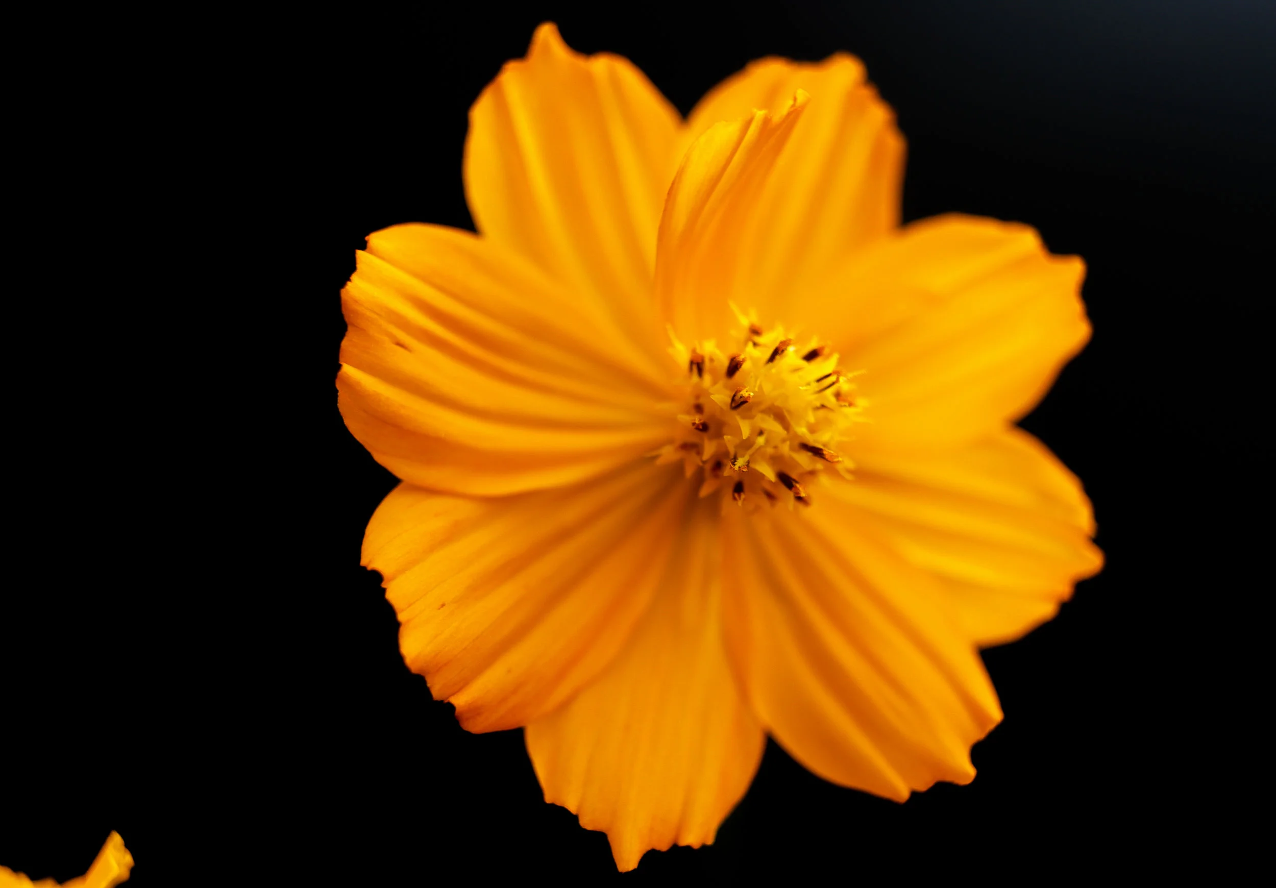 orange flower blackdrop2.jpg