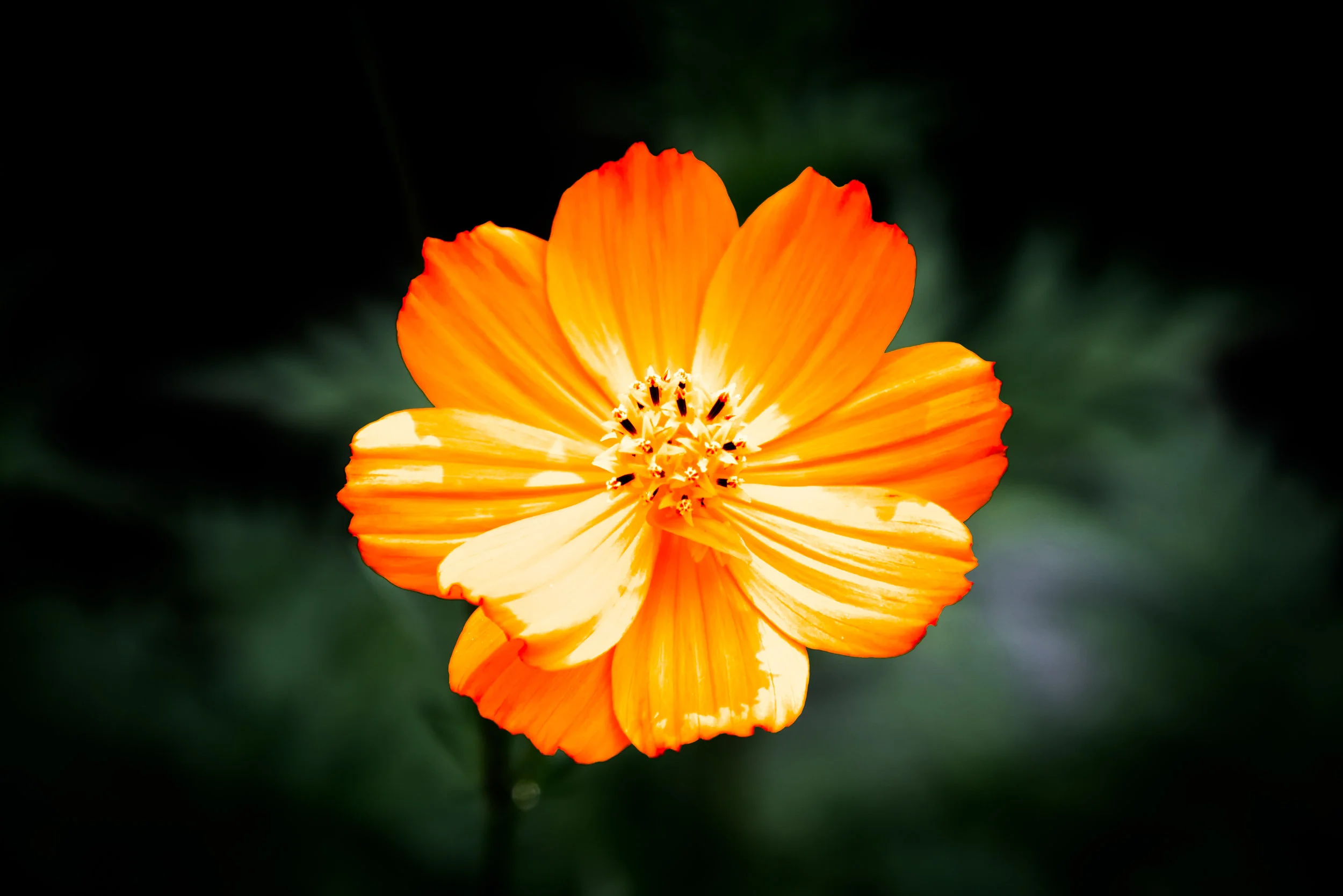 orange flower urban con red.jpg