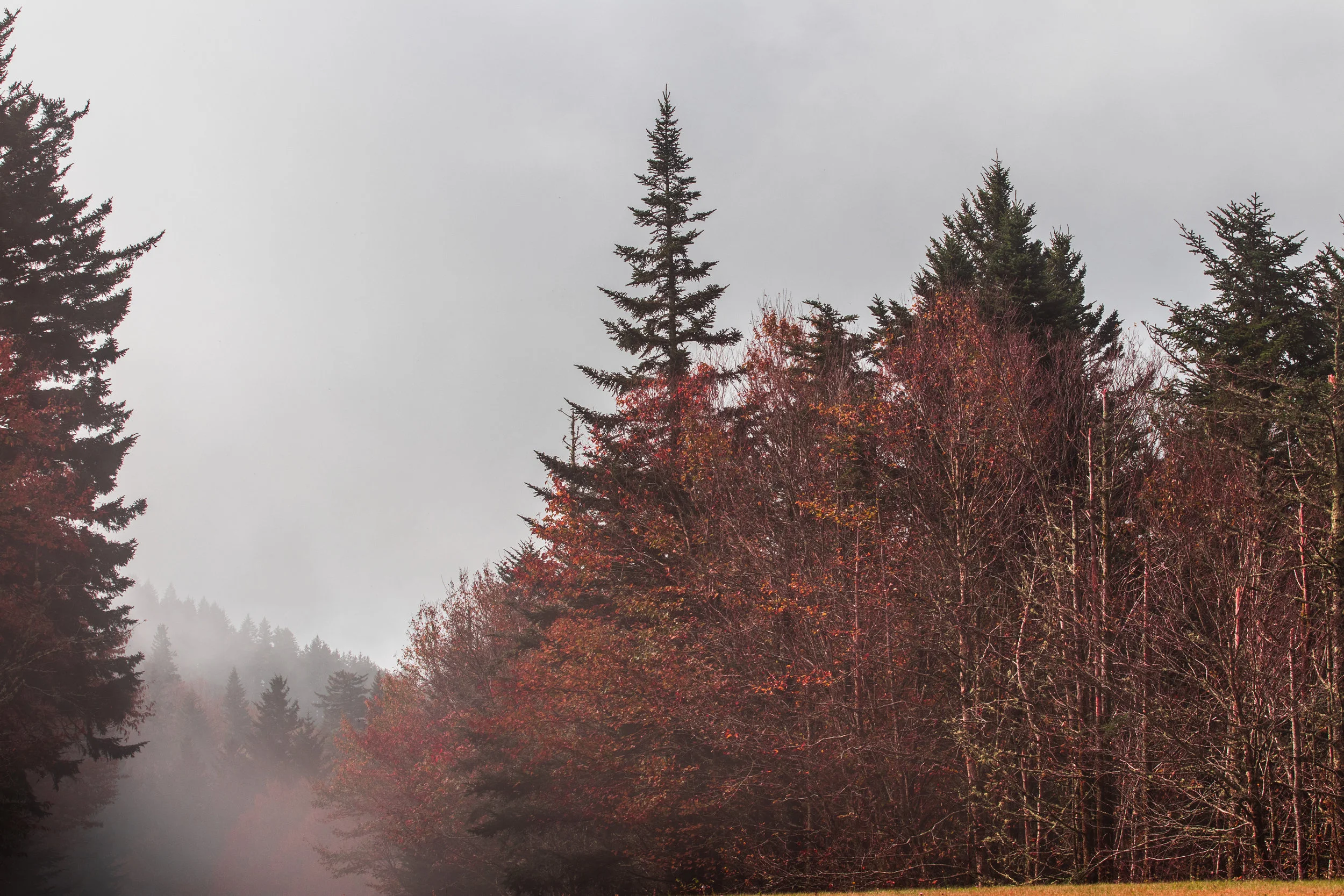 blueridgetreefog.jpg