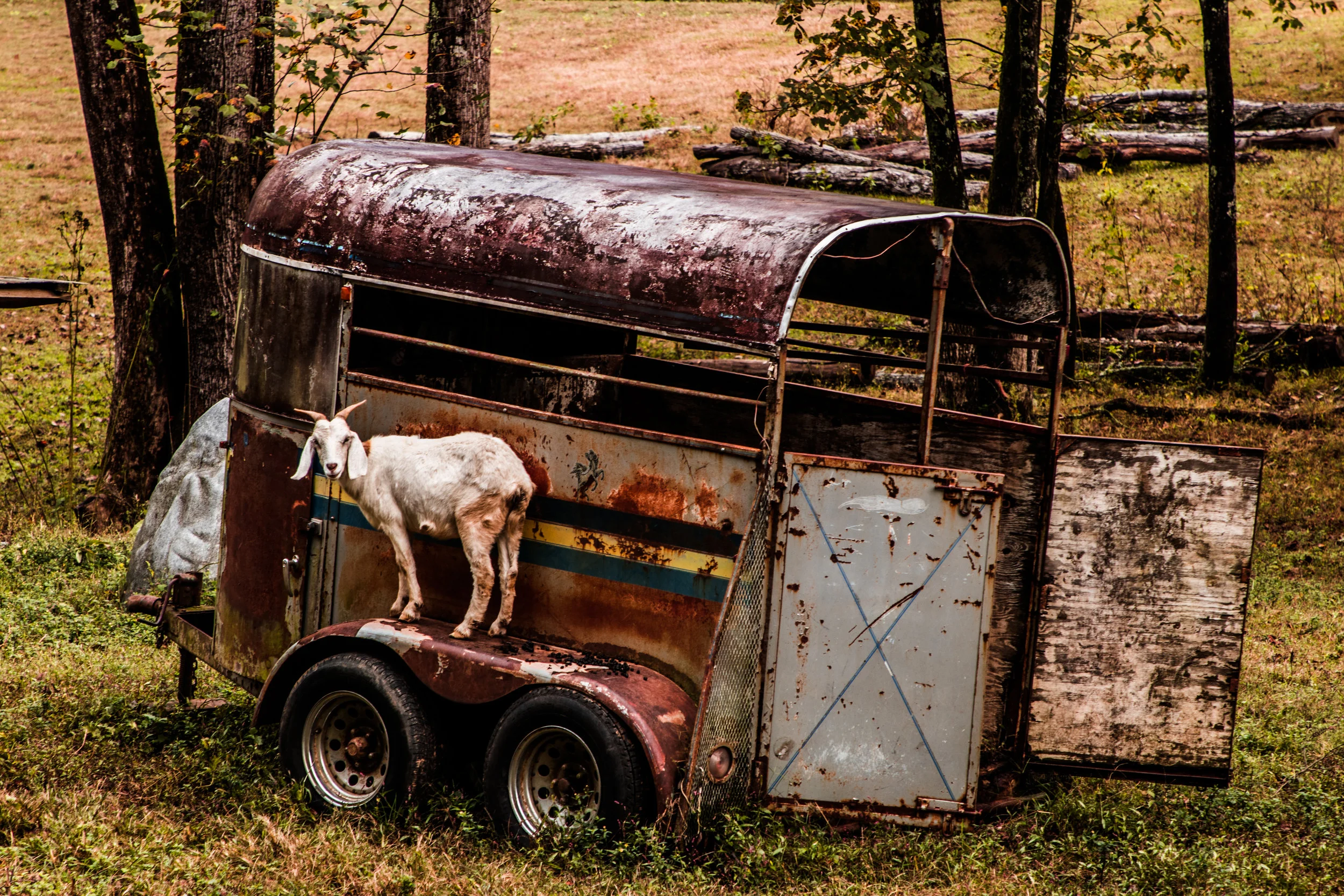 goattrailer.jpg