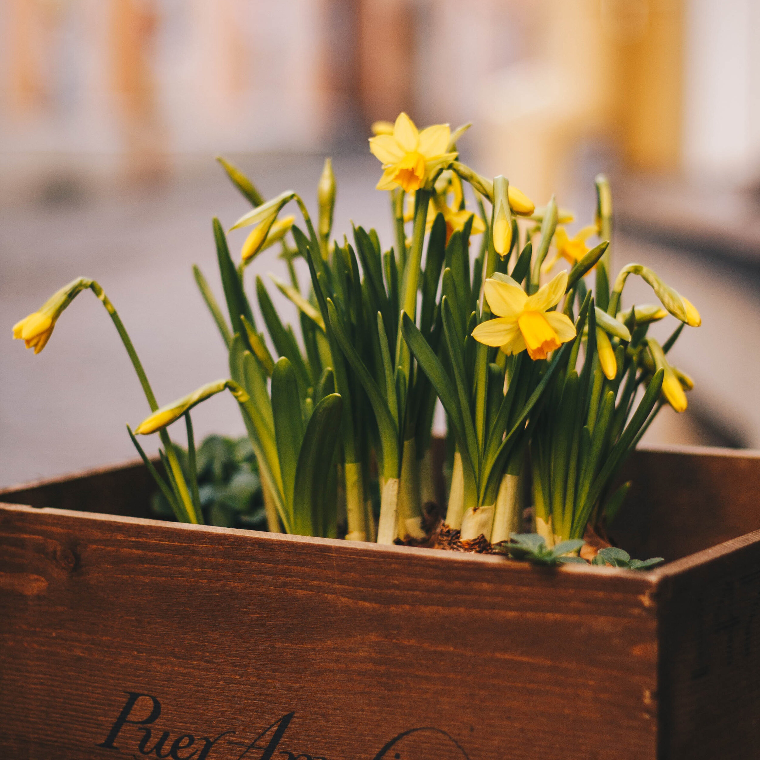 daffodils-in-box-1591225.jpg