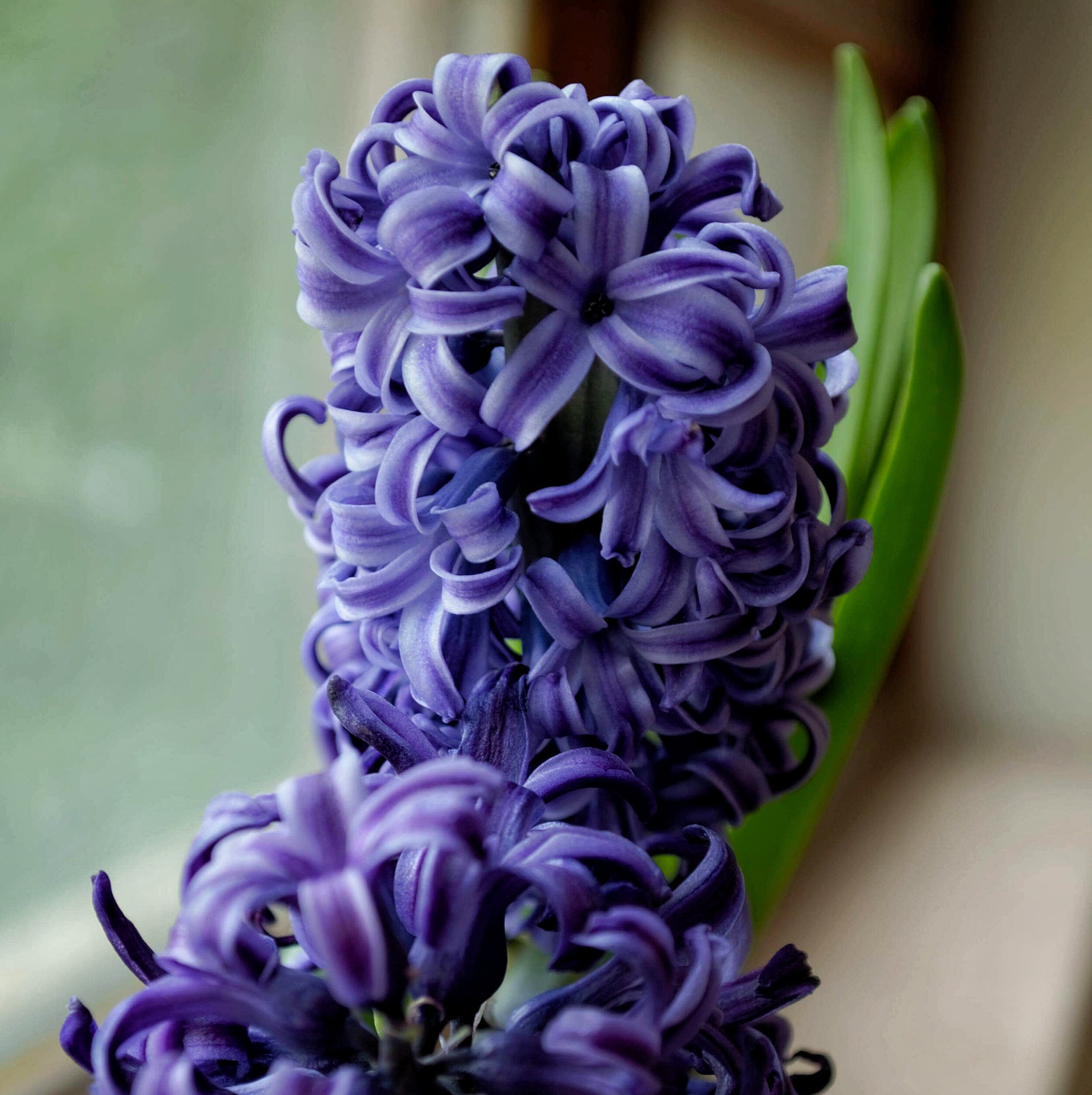 selective-focus-photography-of-purple-hyacinth-flower-1018142.jpg