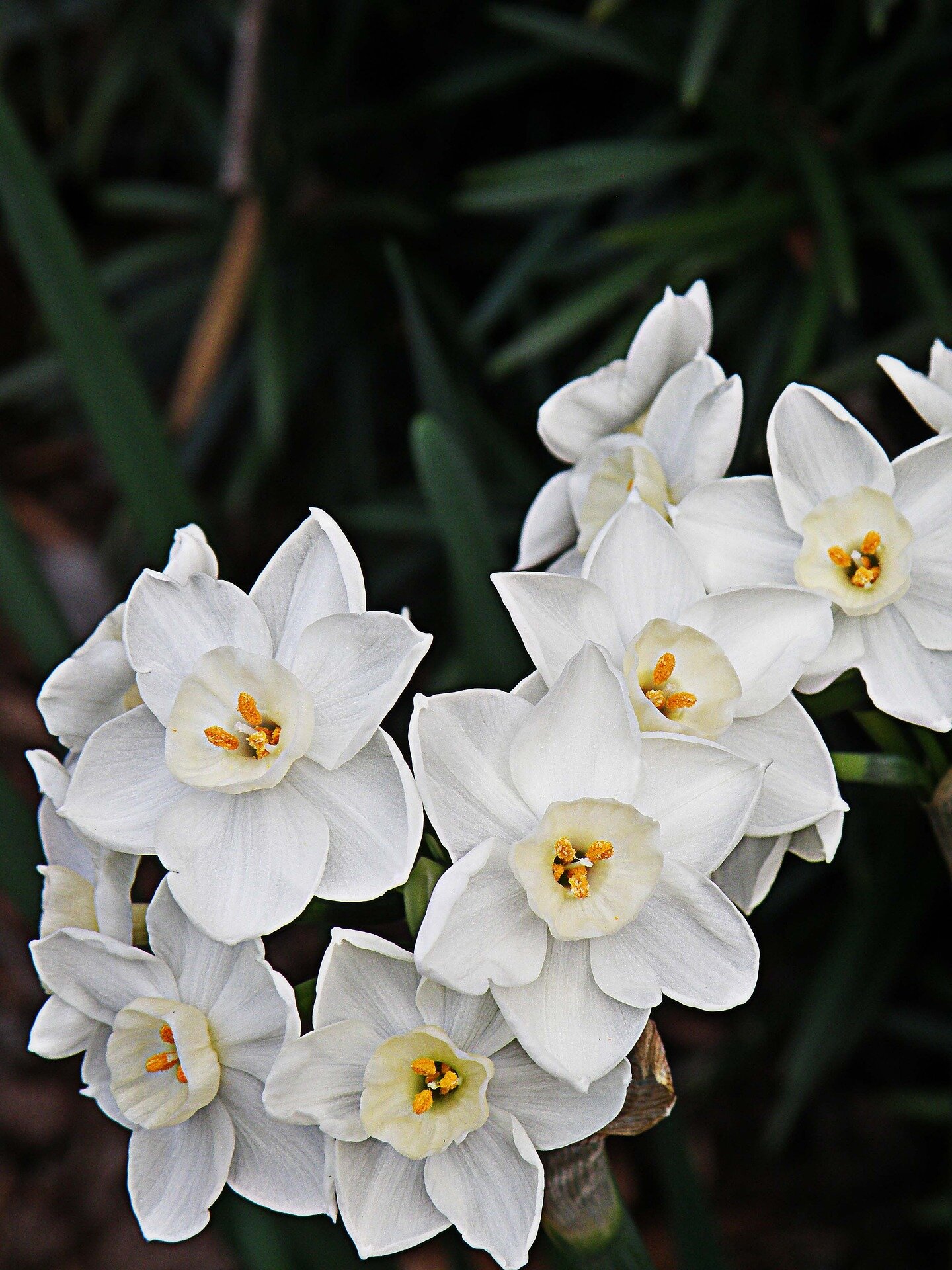 paperwhites-3493166_1920.jpg