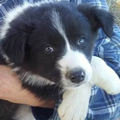 single pup.jpg