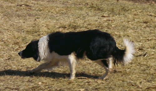CAP - Sire