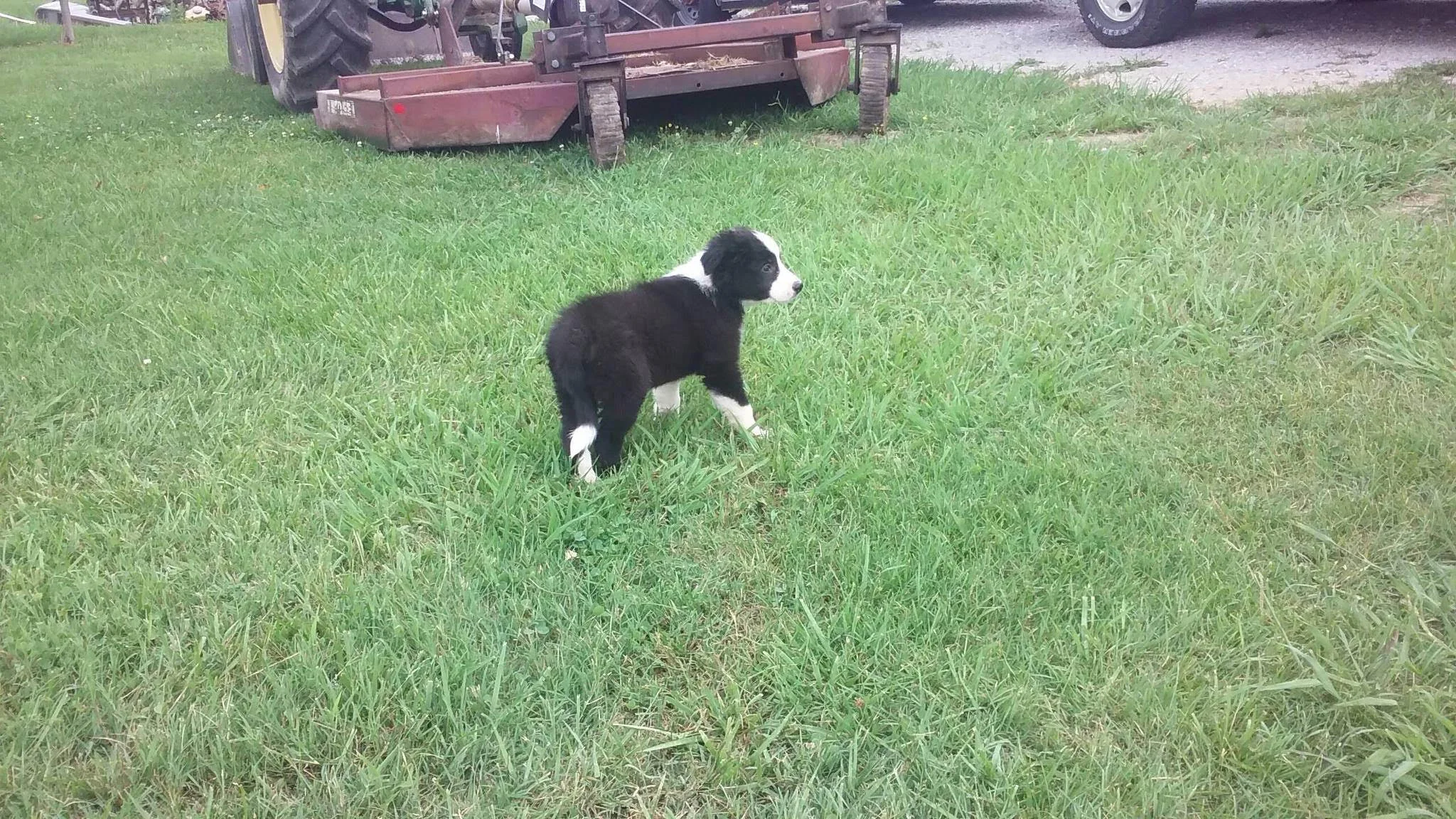 puppy.jpg