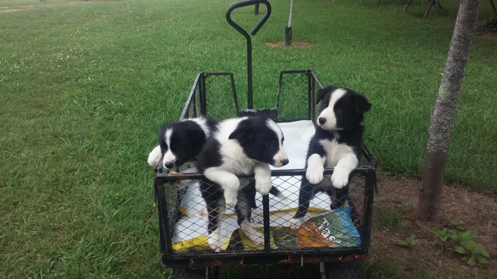 male puppies for sale from kate.jpg