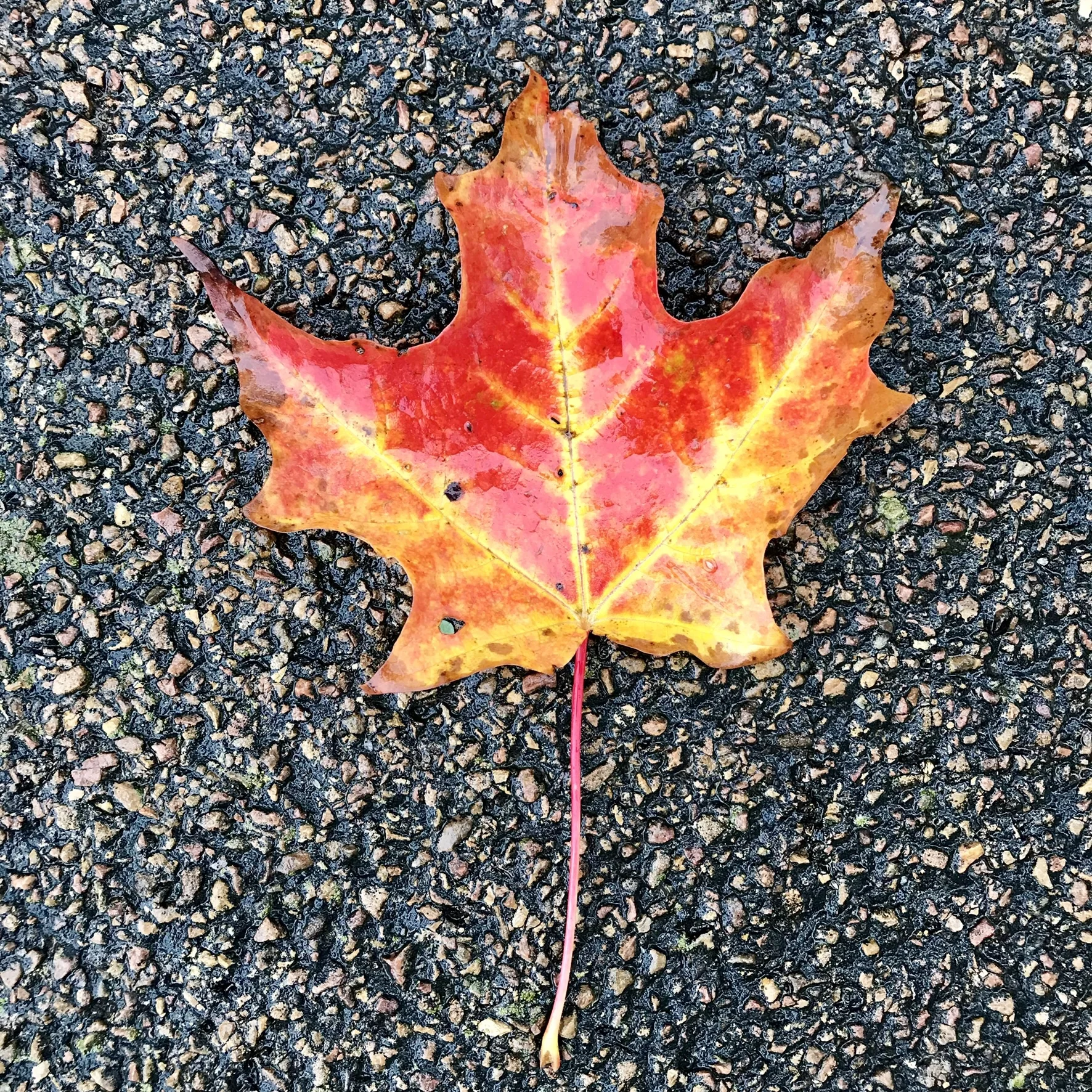 Early Fall Newsletter