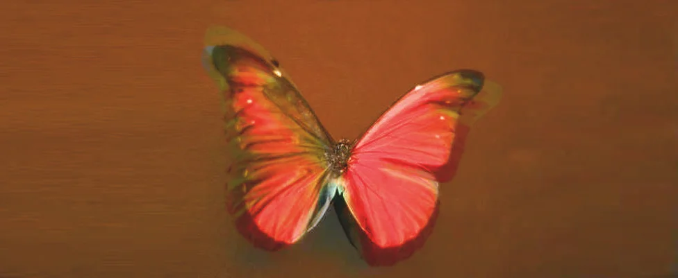 butterfly-a.jpg