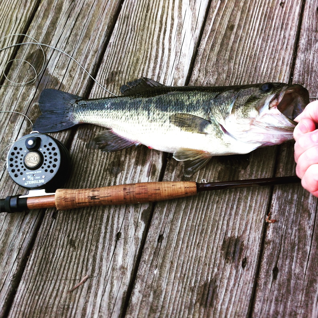 Bass.jpeg