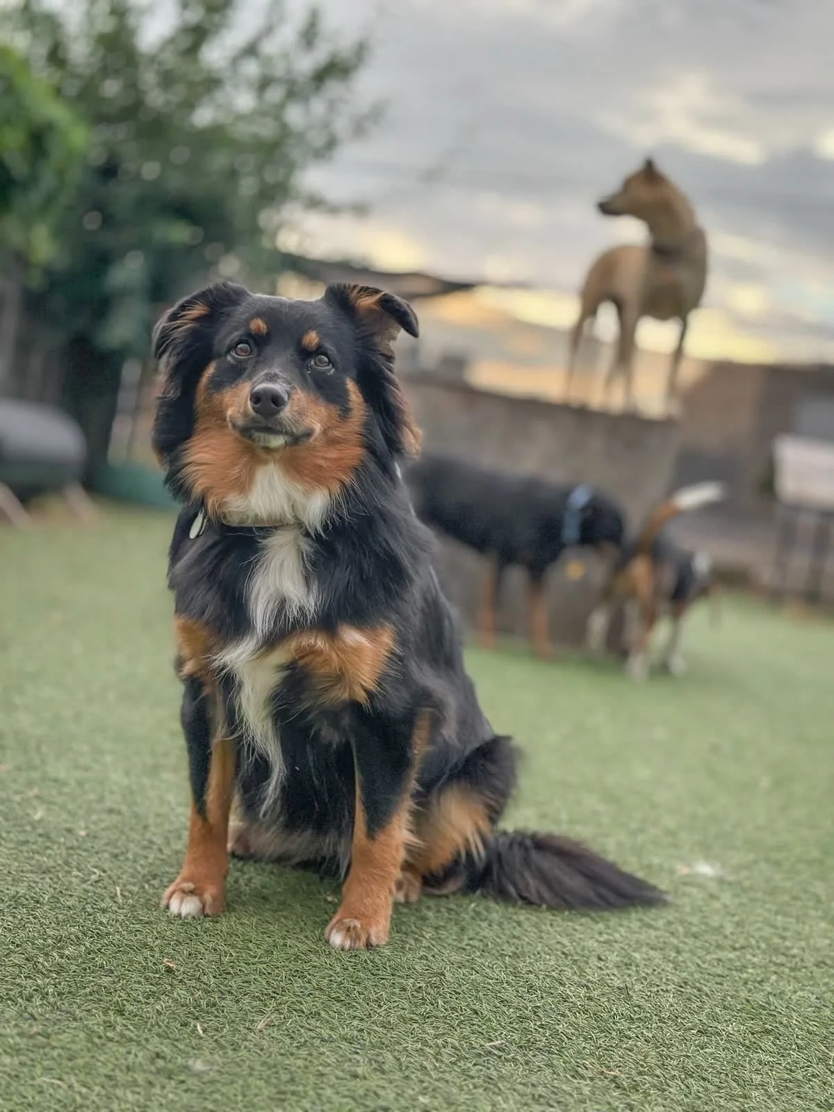 A black and tan dog sitting on grass with a group of dogs and a dog statue in the background during sunset.